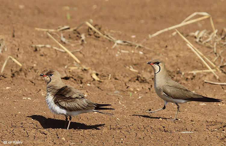   .Collared Pratincole  Glareola pratincola , Golan,Israel . July  2011.Lior Kislev